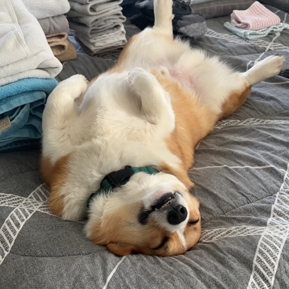 postpoopzoomies
